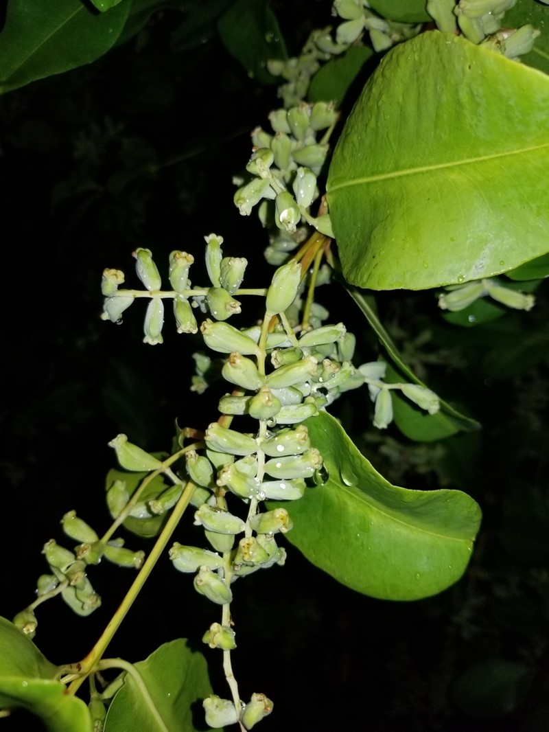 White Mangrove photo 3