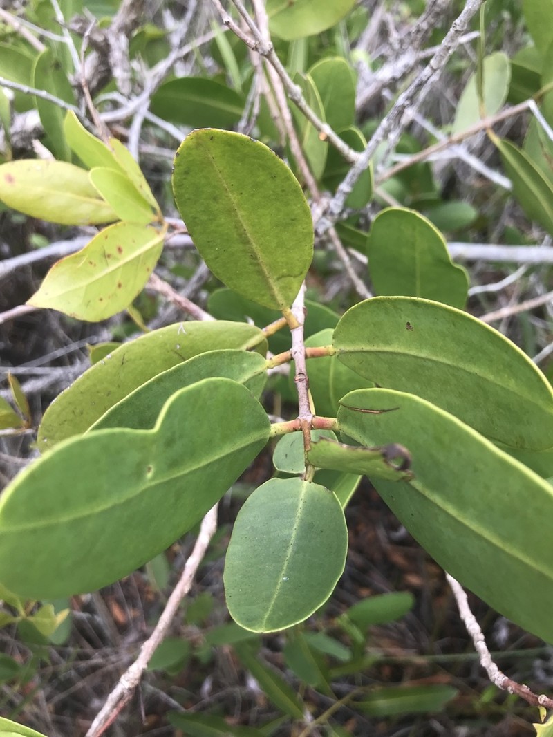 White Mangrove photo 5