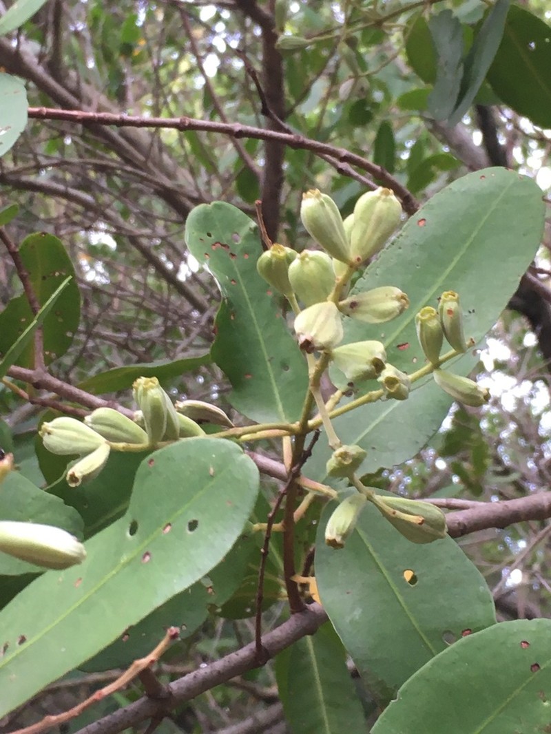 White Mangrove photo 6