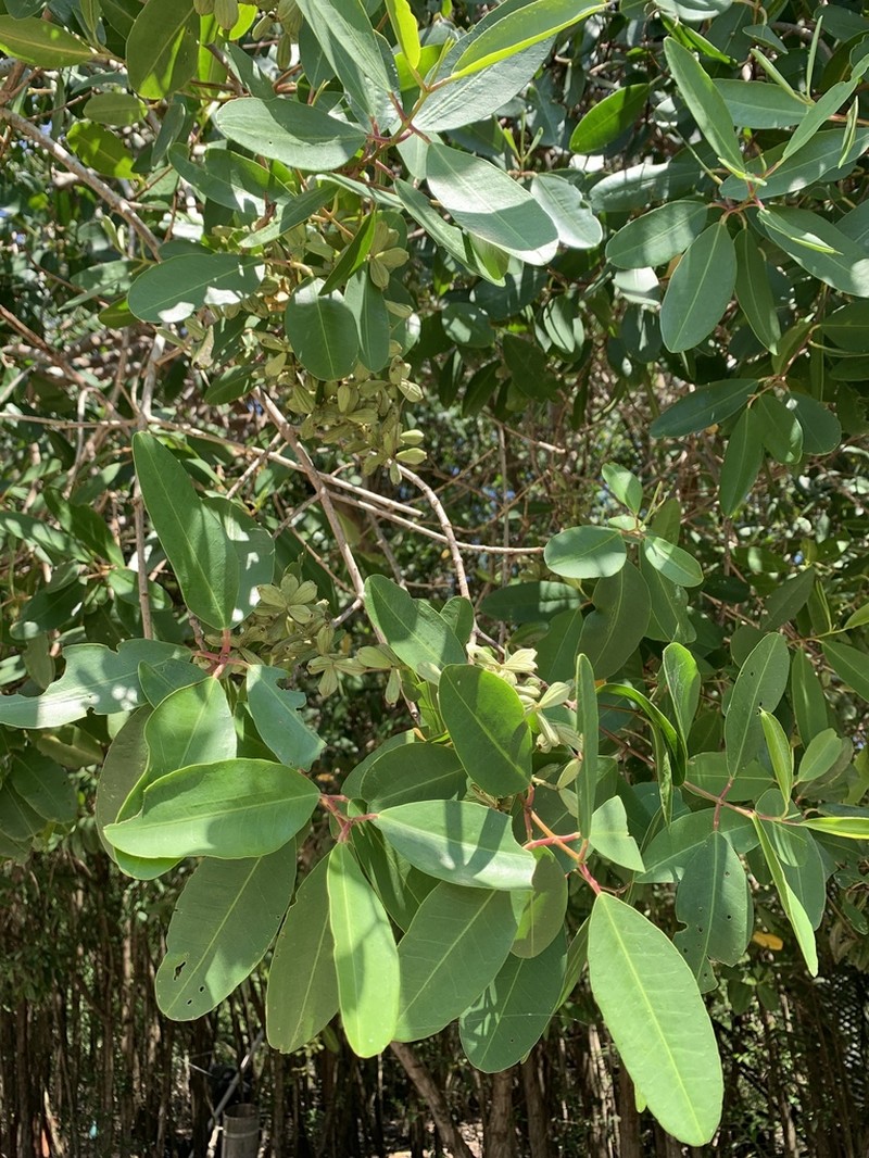 White Mangrove photo 7