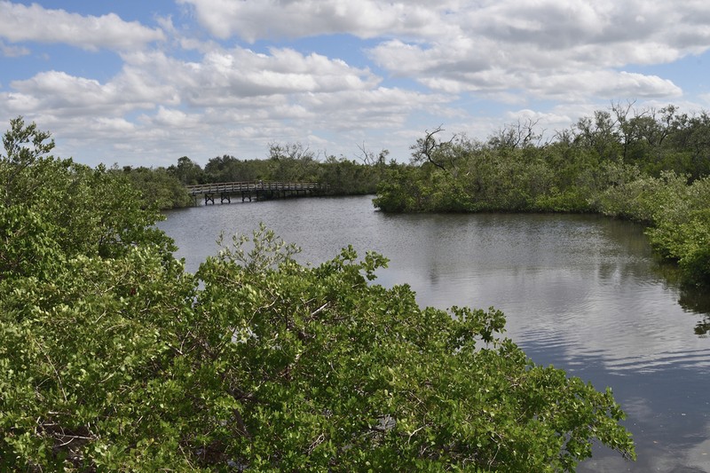 White Mangrove photo 8