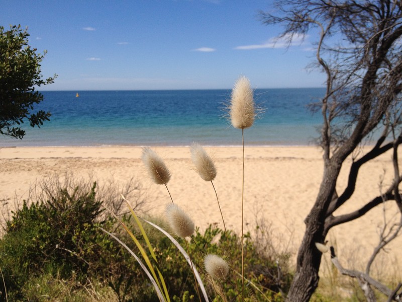 Harestail Grass photo 5