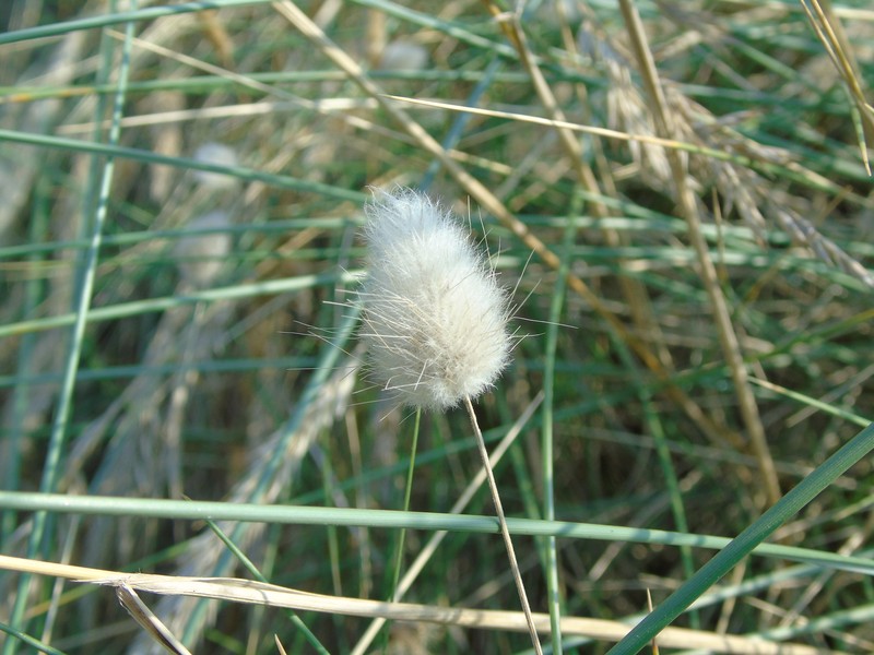 Harestail Grass photo 2