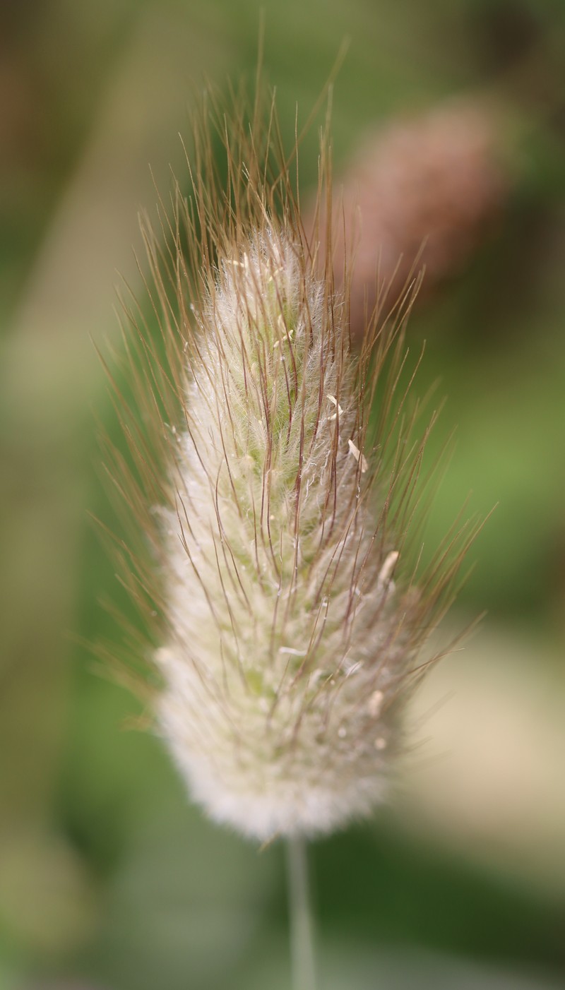 Harestail Grass photo 3