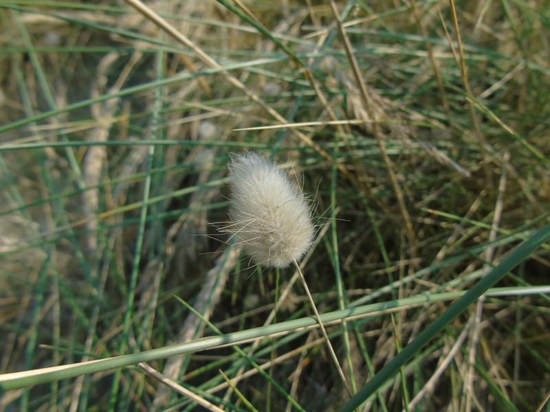 Harestail Grass photo 4