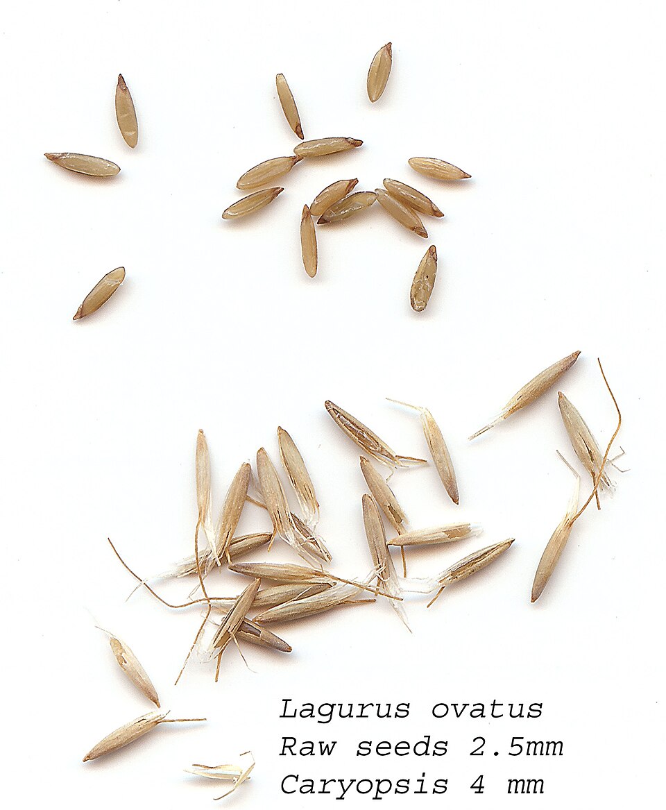 Harestail Grass photo 6