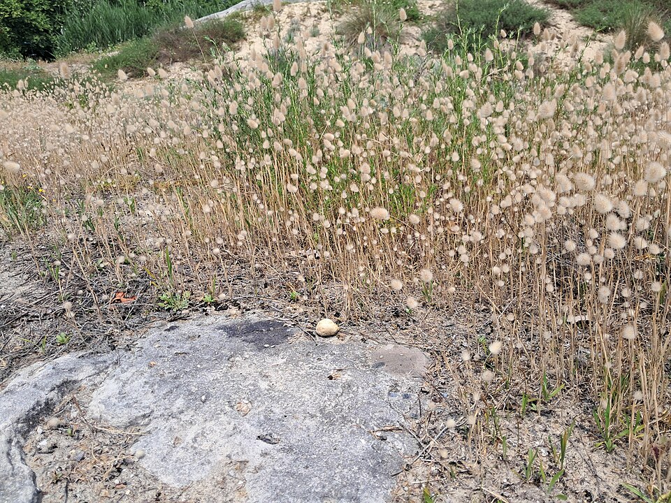 Harestail Grass photo 7