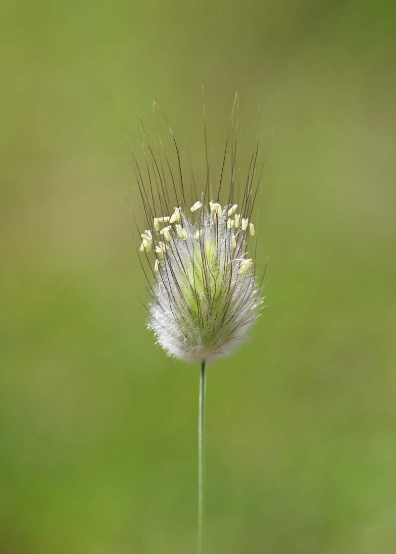 Harestail Grass photo 8