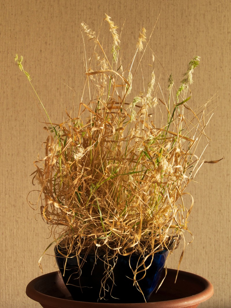 Goldentop Grass photo 2