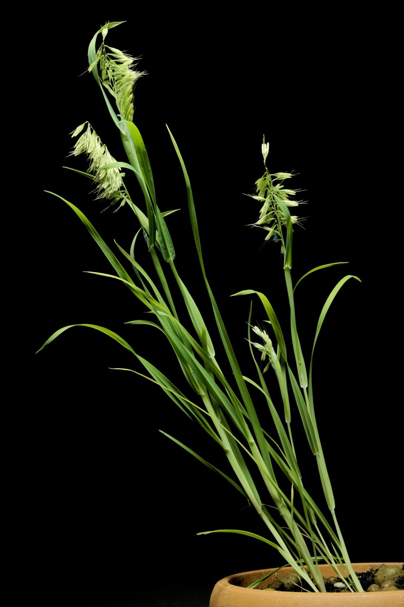 Goldentop Grass photo 3