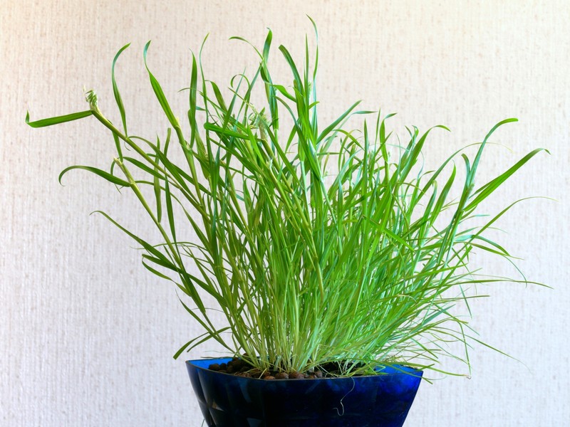 Goldentop Grass photo 4