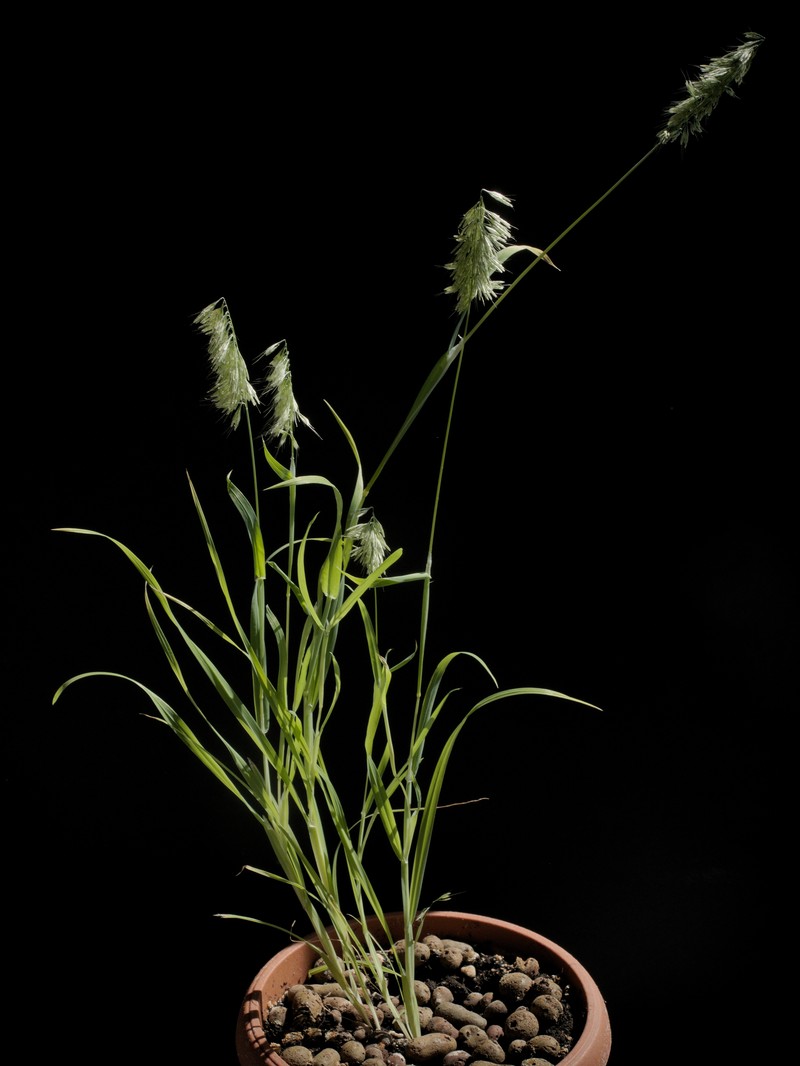 Goldentop Grass photo 5