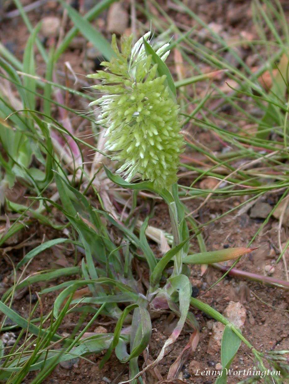 Goldentop Grass photo 6