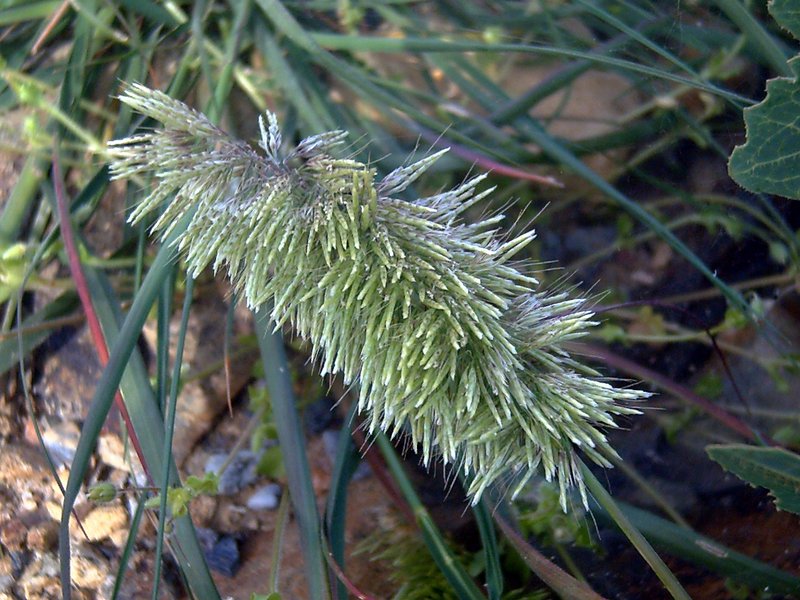 Goldentop Grass photo 7