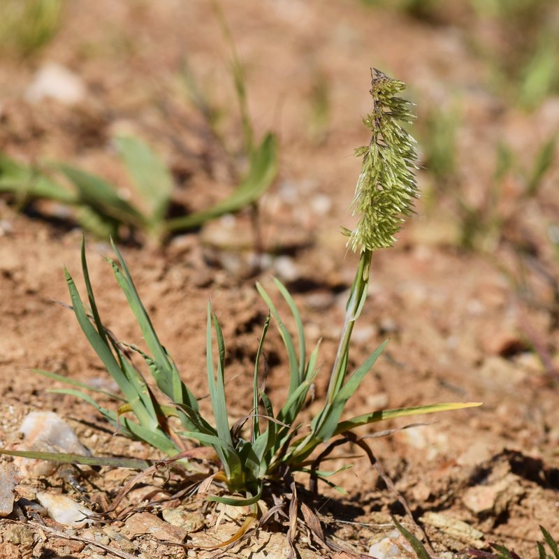 Goldentop Grass photo 8