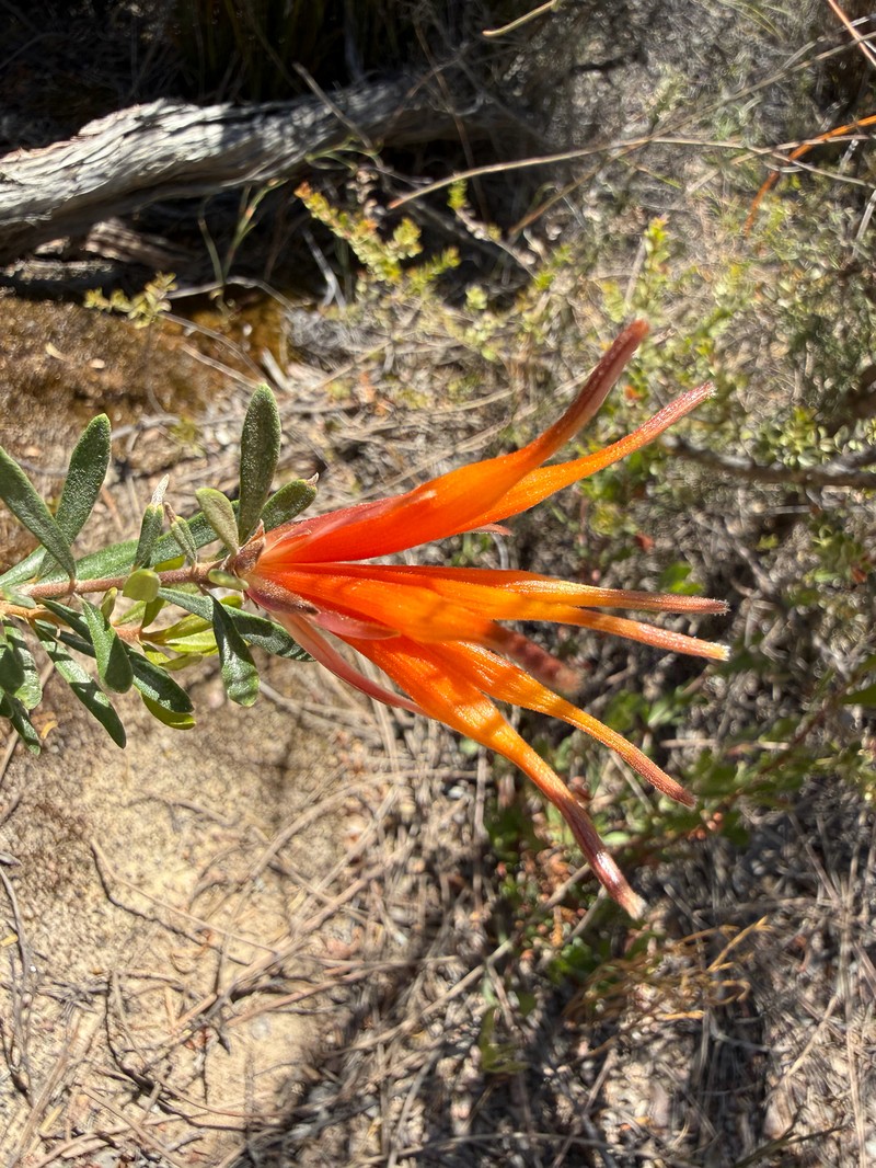 Lambertia inermis var. inermis