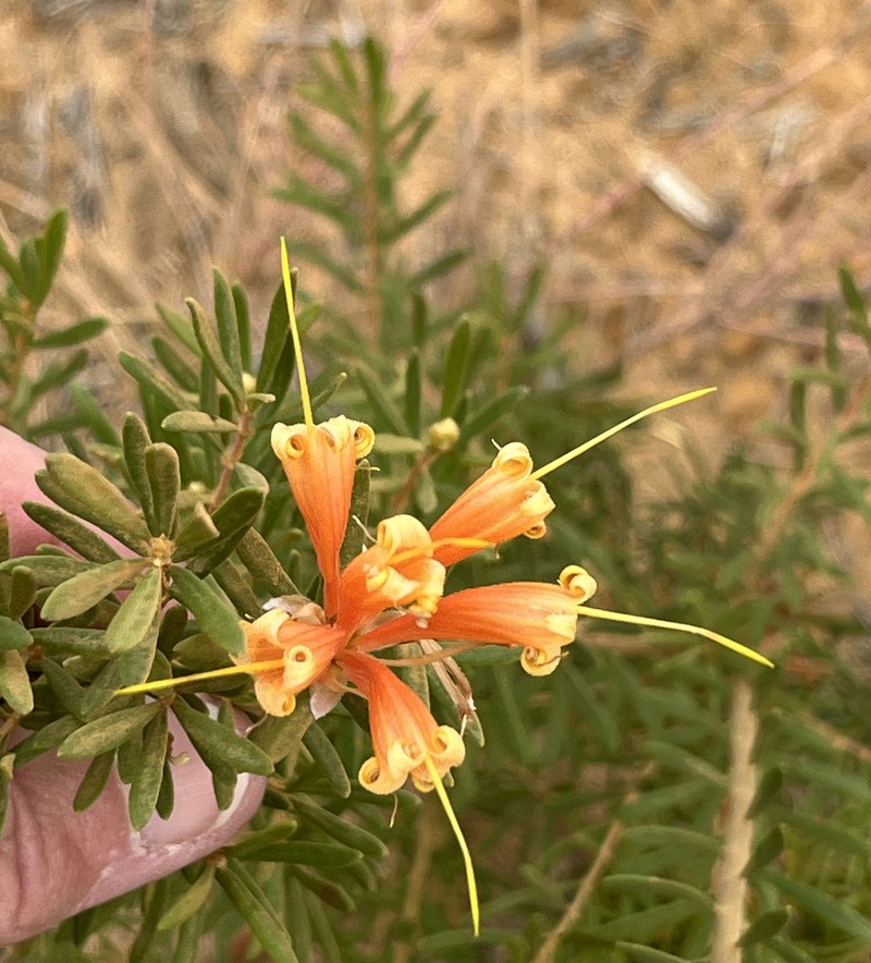 Lambertia inermis var. inermis photo 2