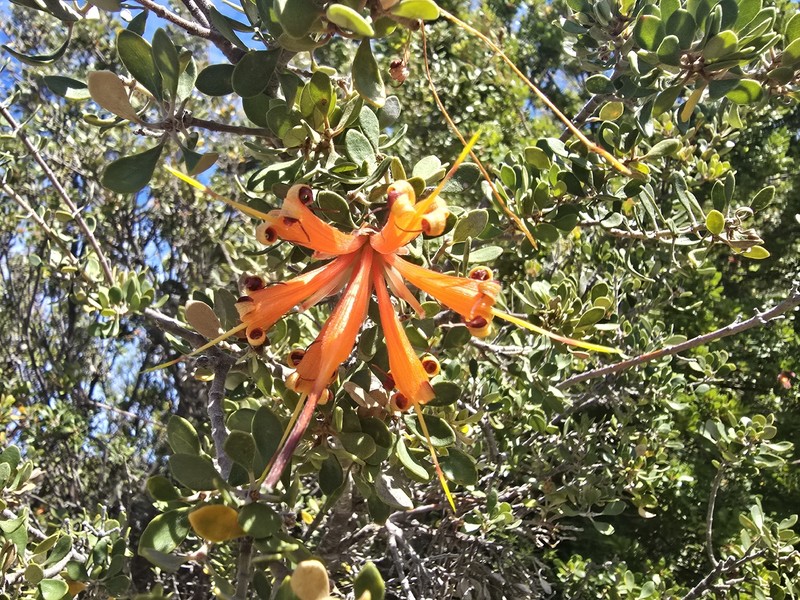 Lambertia inermis var. inermis photo 3