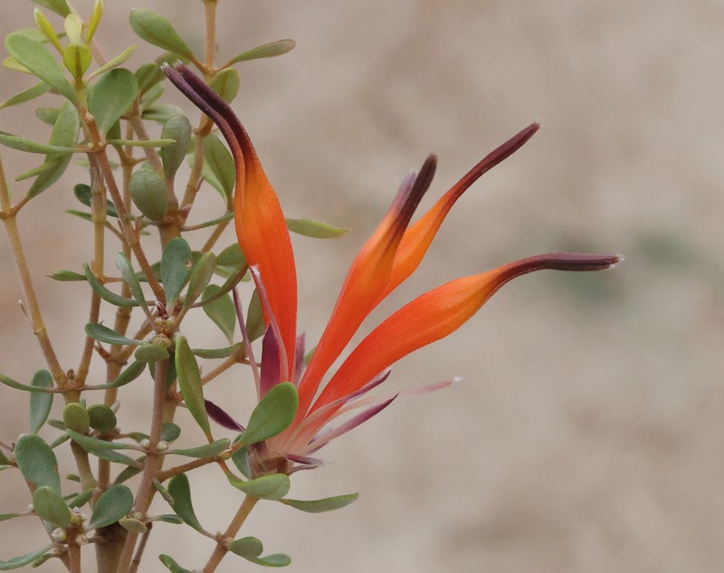Lambertia inermis var. inermis photo 4