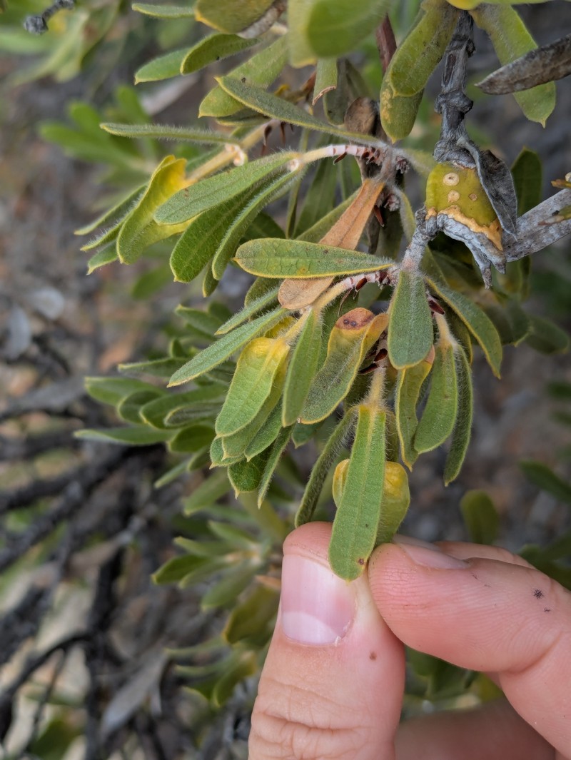 Lambertia multiflora var. multiflora