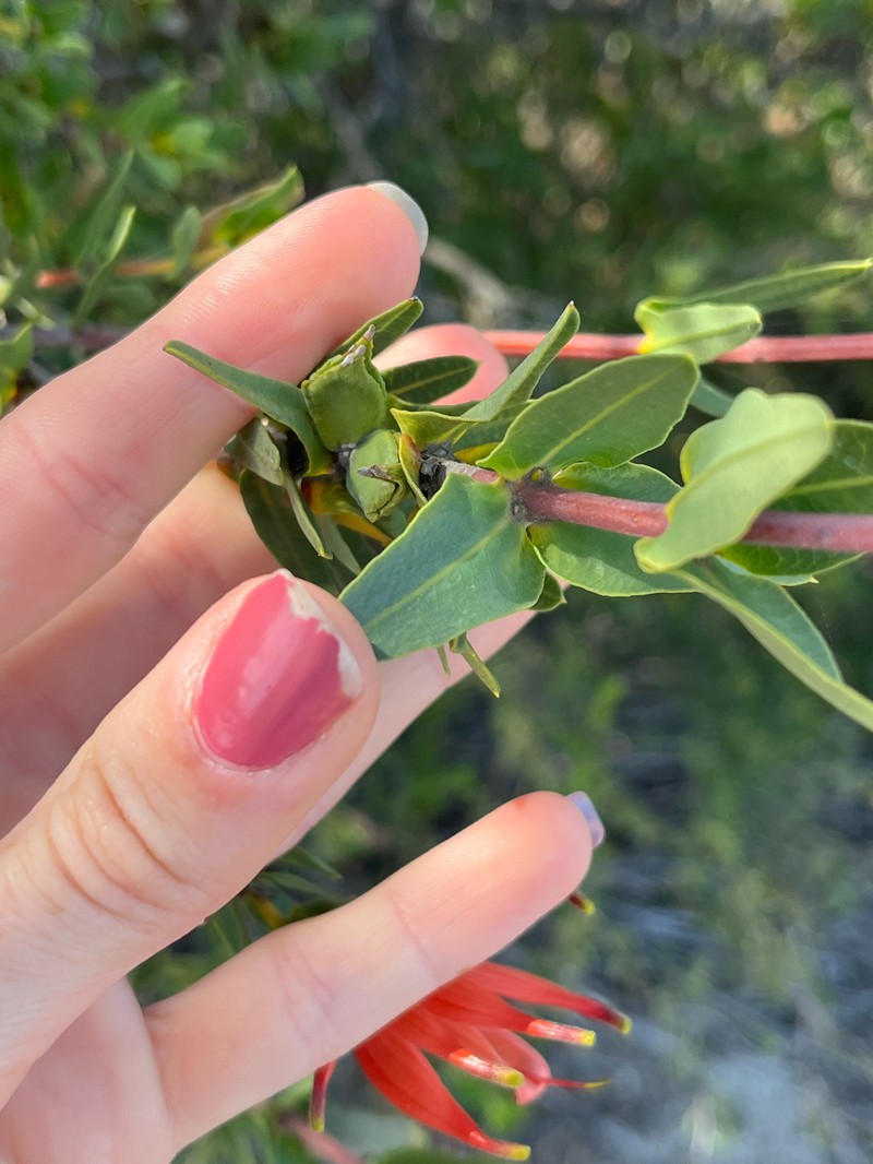 Lambertia multiflora var. multiflora photo 3