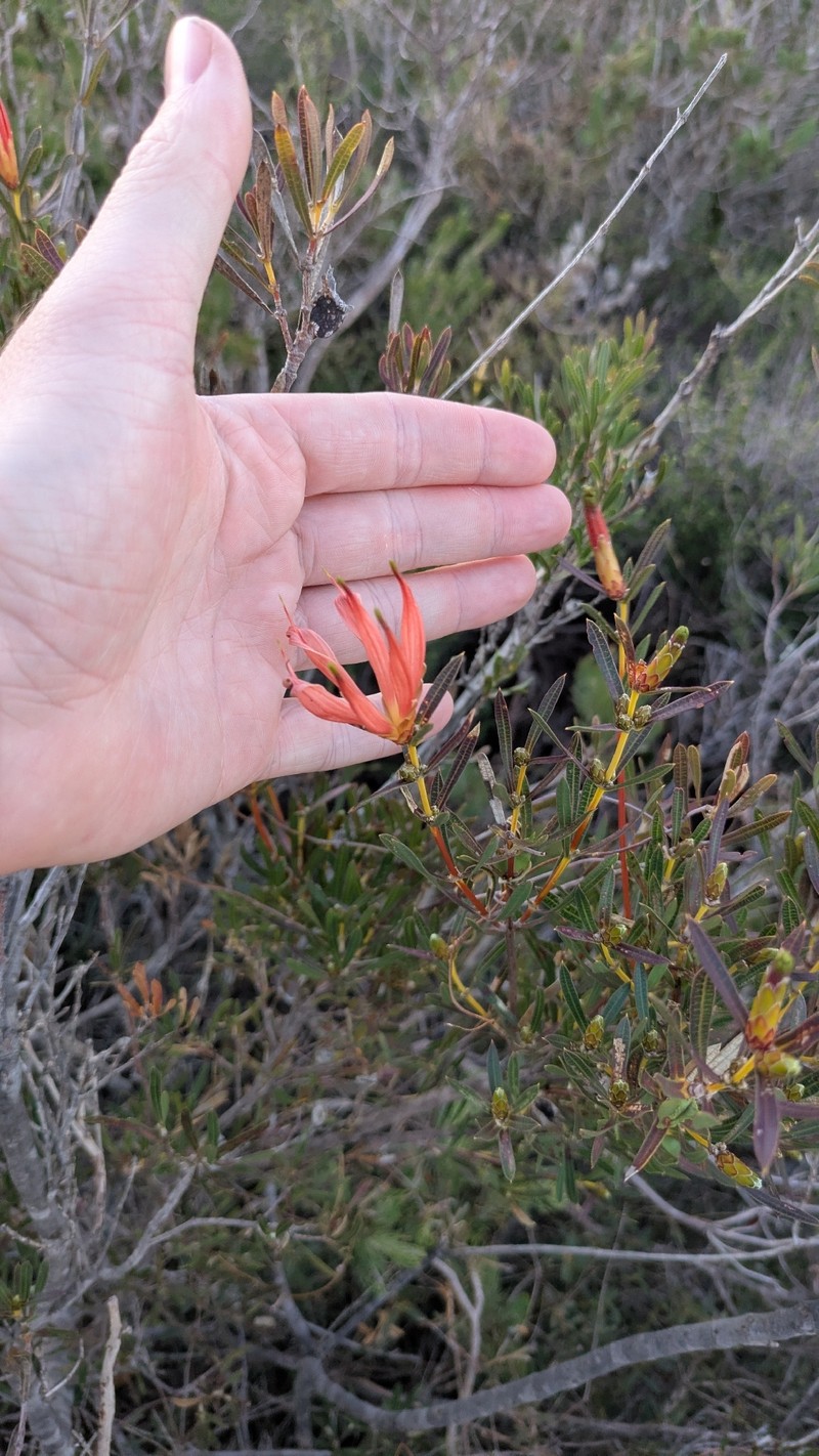 Lambertia multiflora var. multiflora photo 4