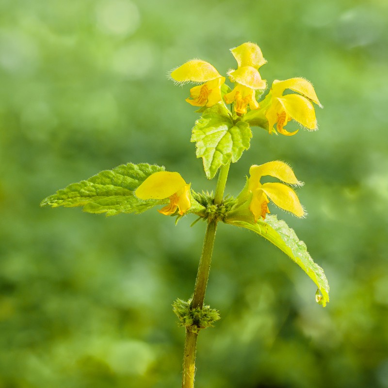 Yellow Archangel photo 2
