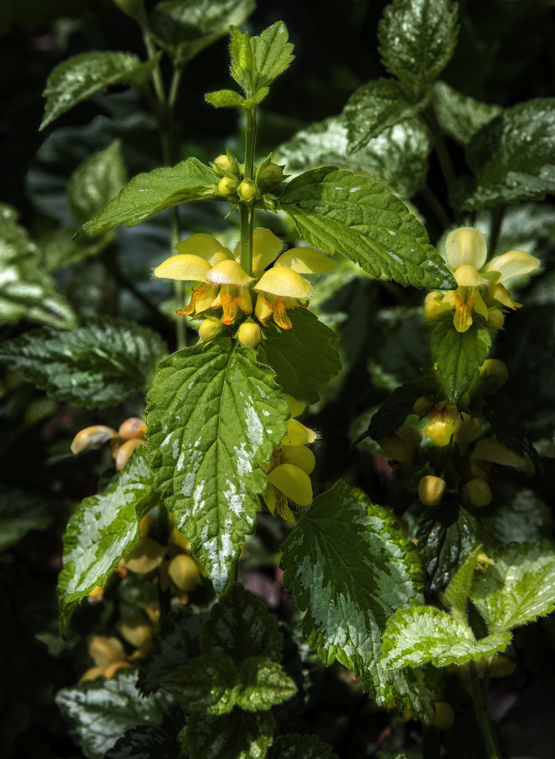Yellow Archangel photo 3