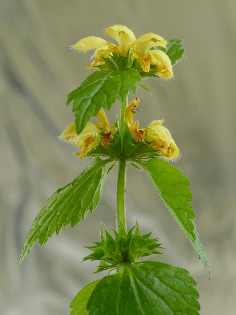 Yellow Archangel photo 4