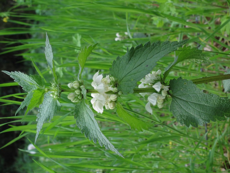 White Deadnettle photo 2