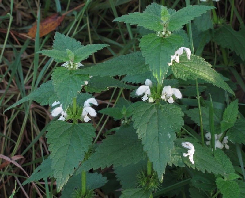 White Deadnettle photo 3