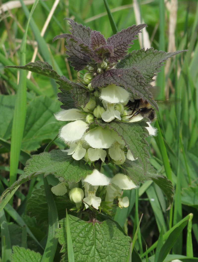 White Deadnettle photo 4