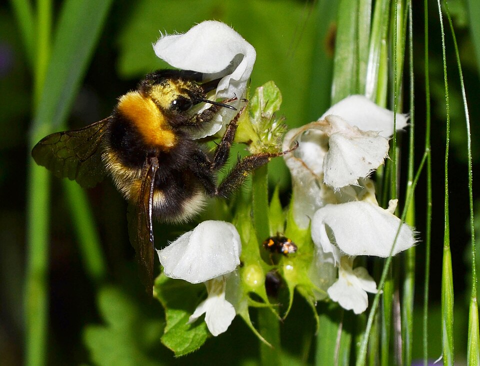 White Deadnettle photo 5