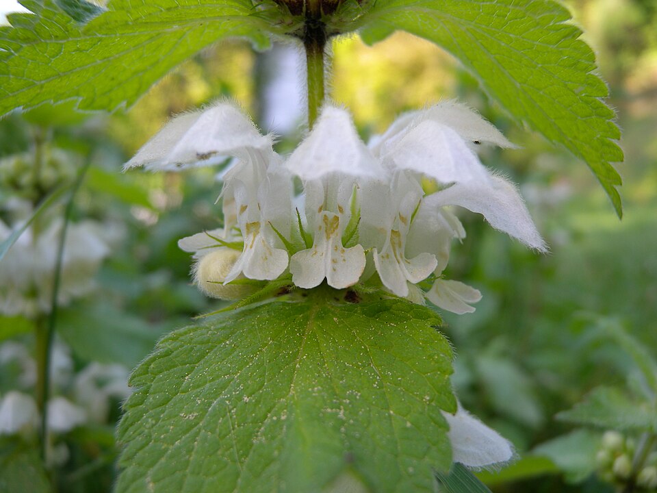 White Deadnettle photo 6