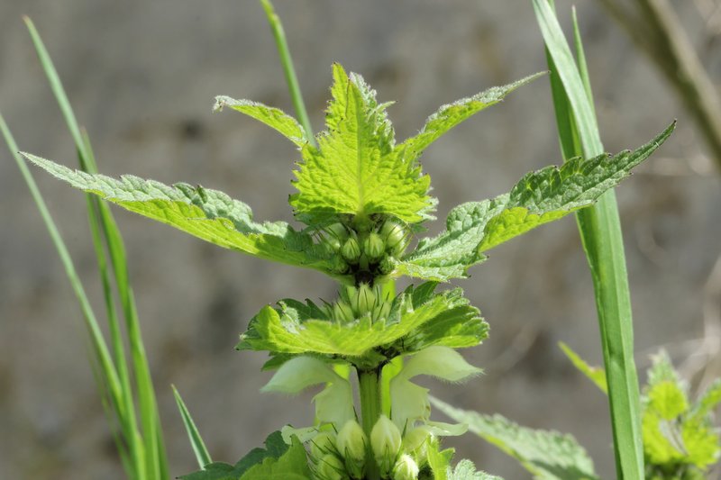 White Deadnettle