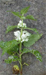 White Deadnettle photo 7