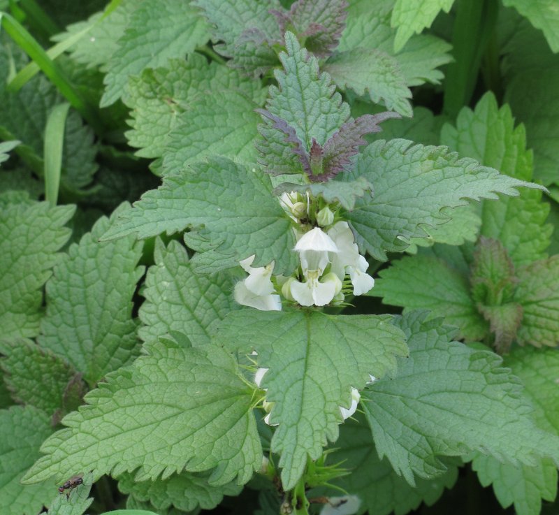 White Deadnettle photo 8
