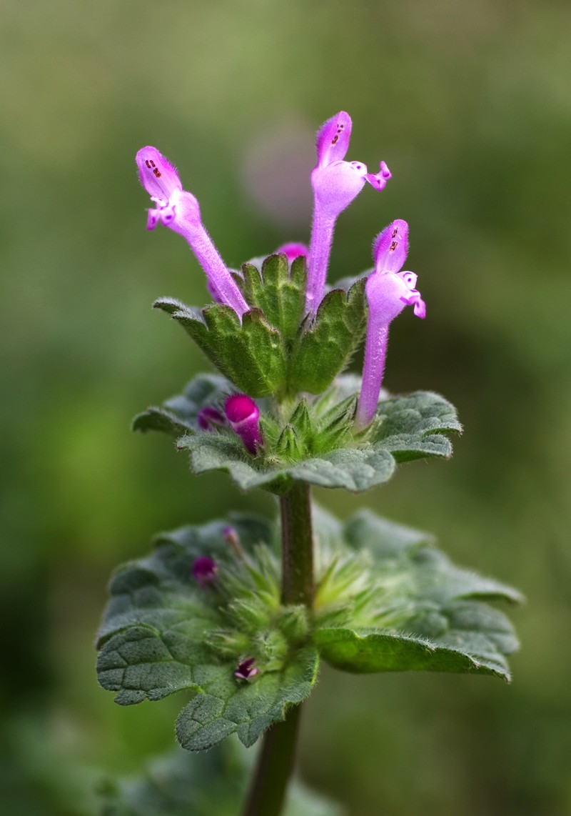 Henbit Deadnettle photo 2