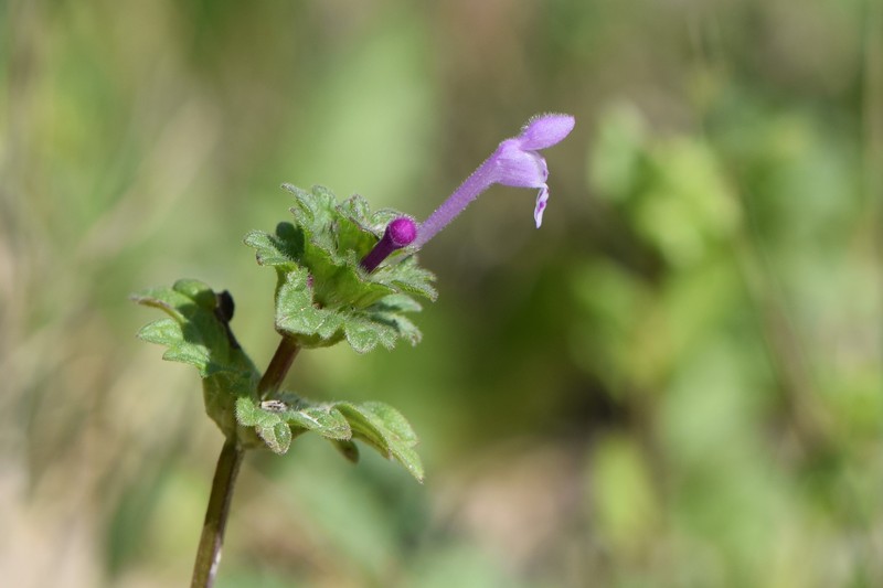 Henbit Deadnettle photo 3