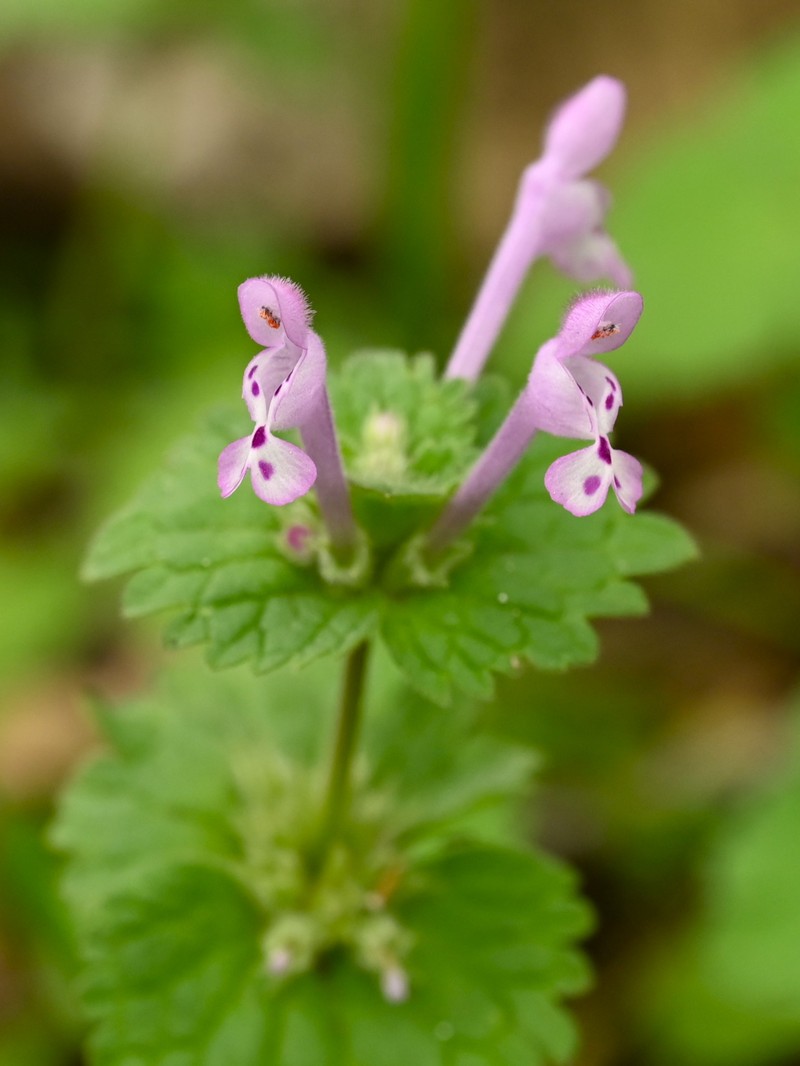 Henbit Deadnettle photo 4