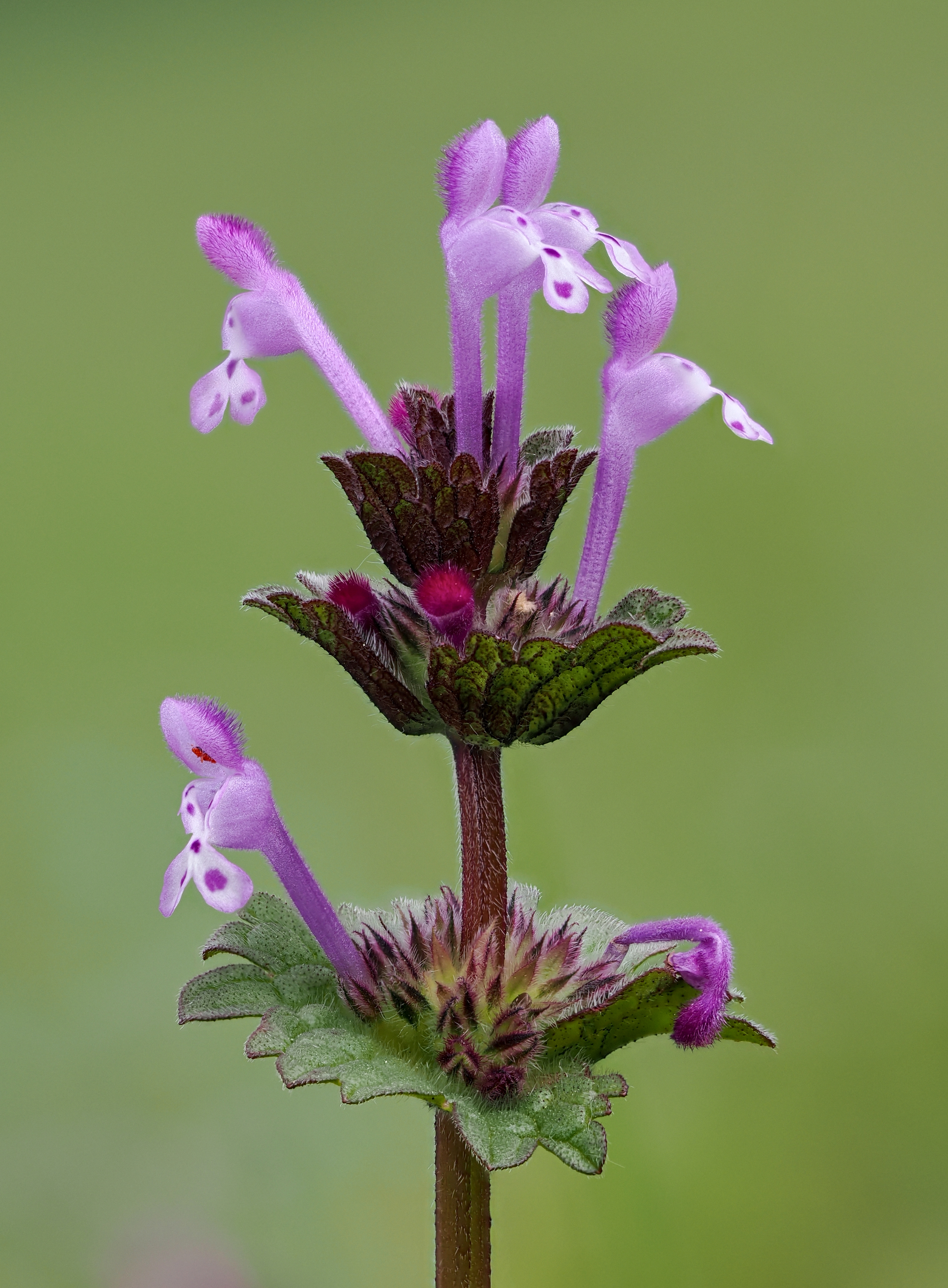 Henbit Deadnettle
