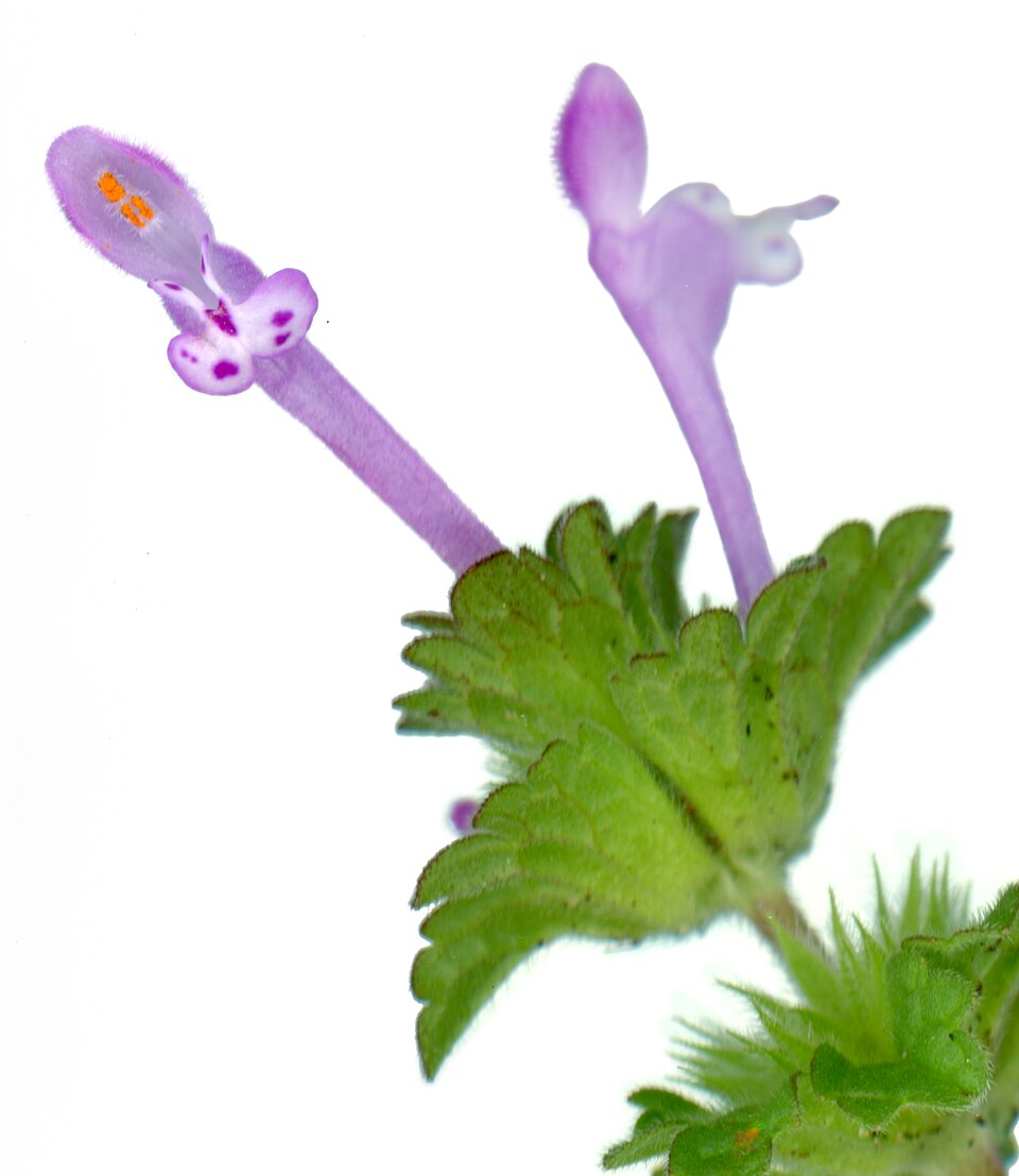Henbit Deadnettle photo 5