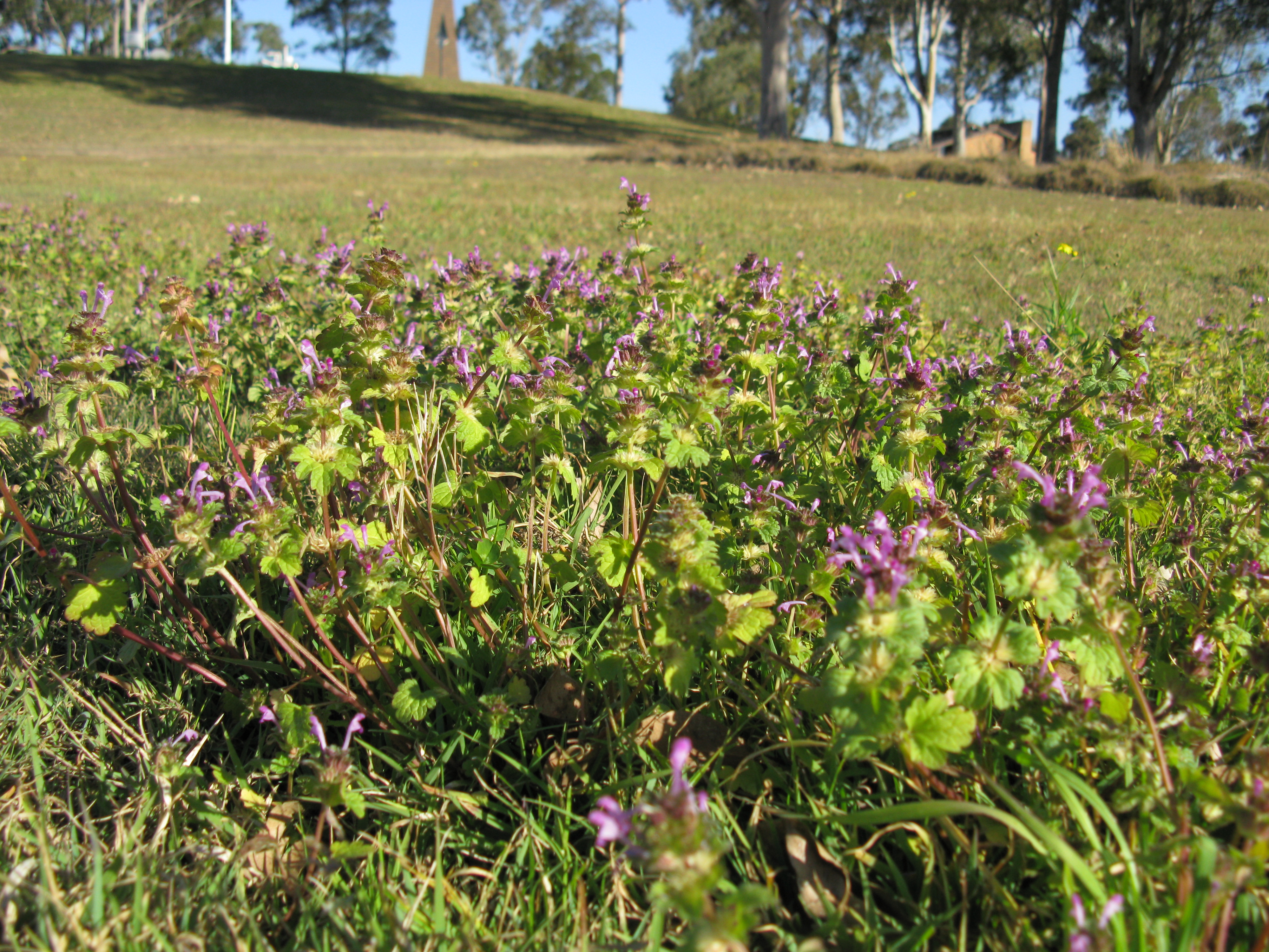 Henbit Deadnettle photo 6