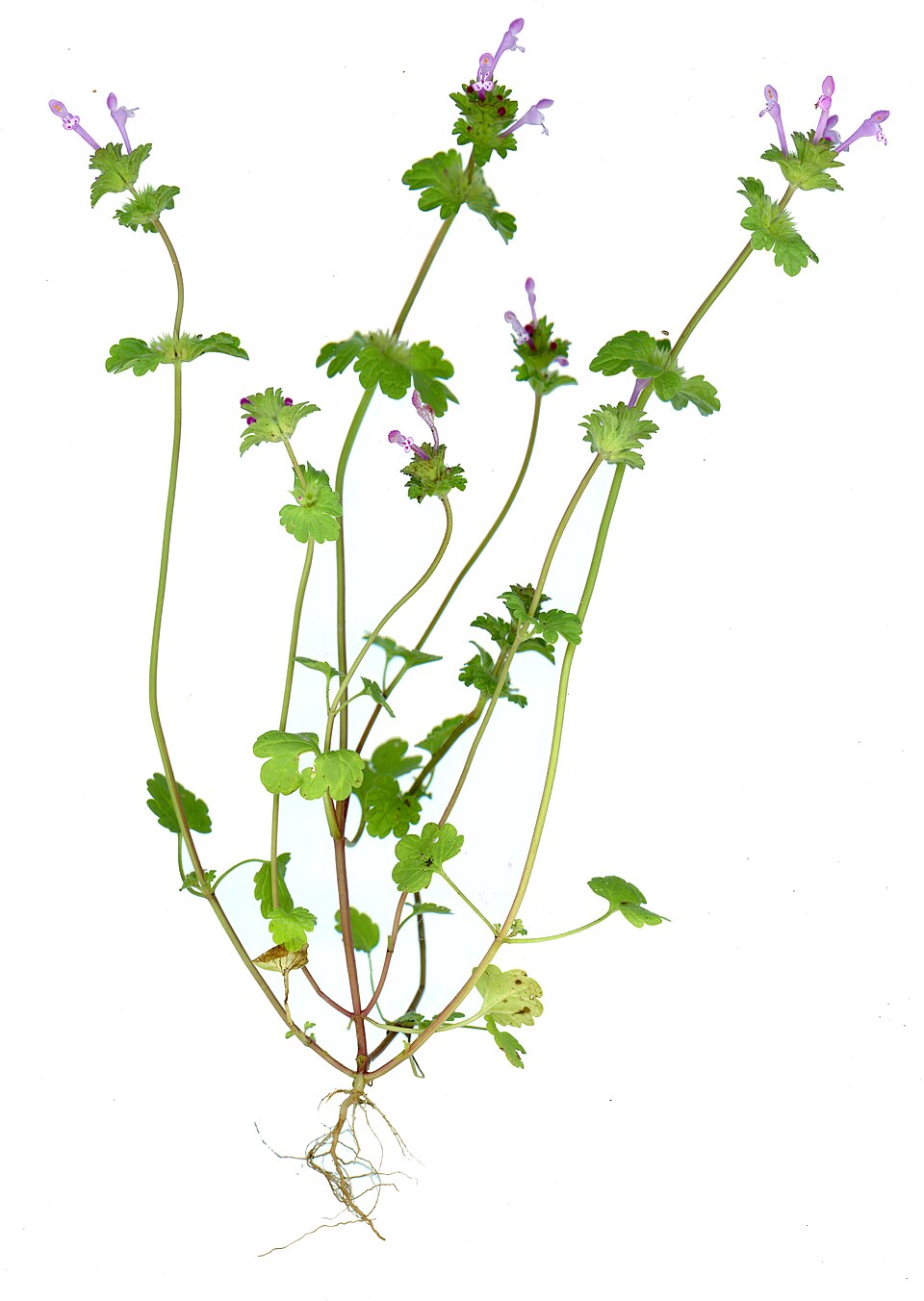 Henbit Deadnettle photo 7
