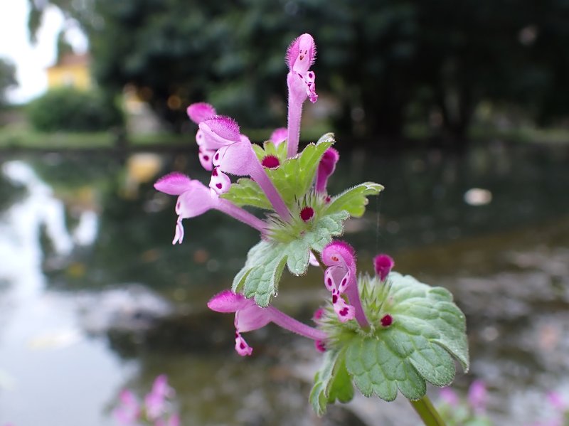 Henbit Deadnettle photo 8