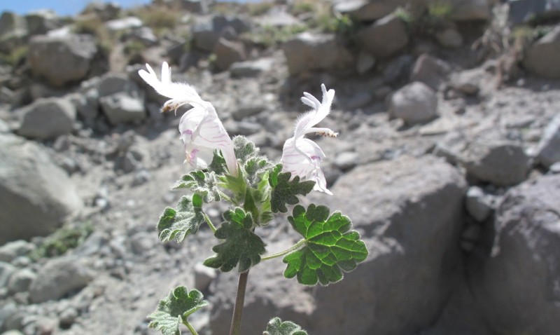 Lamium cappadocicum