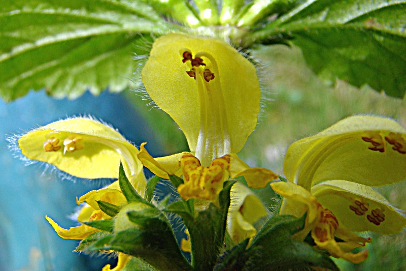 Yellow Archangel photo 5