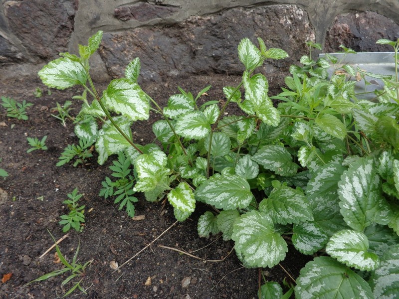 Yellow Archangel photo 6