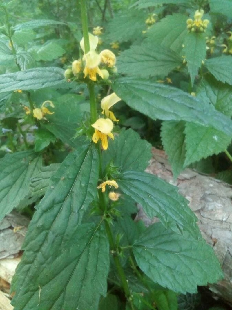 Yellow Archangel photo 7