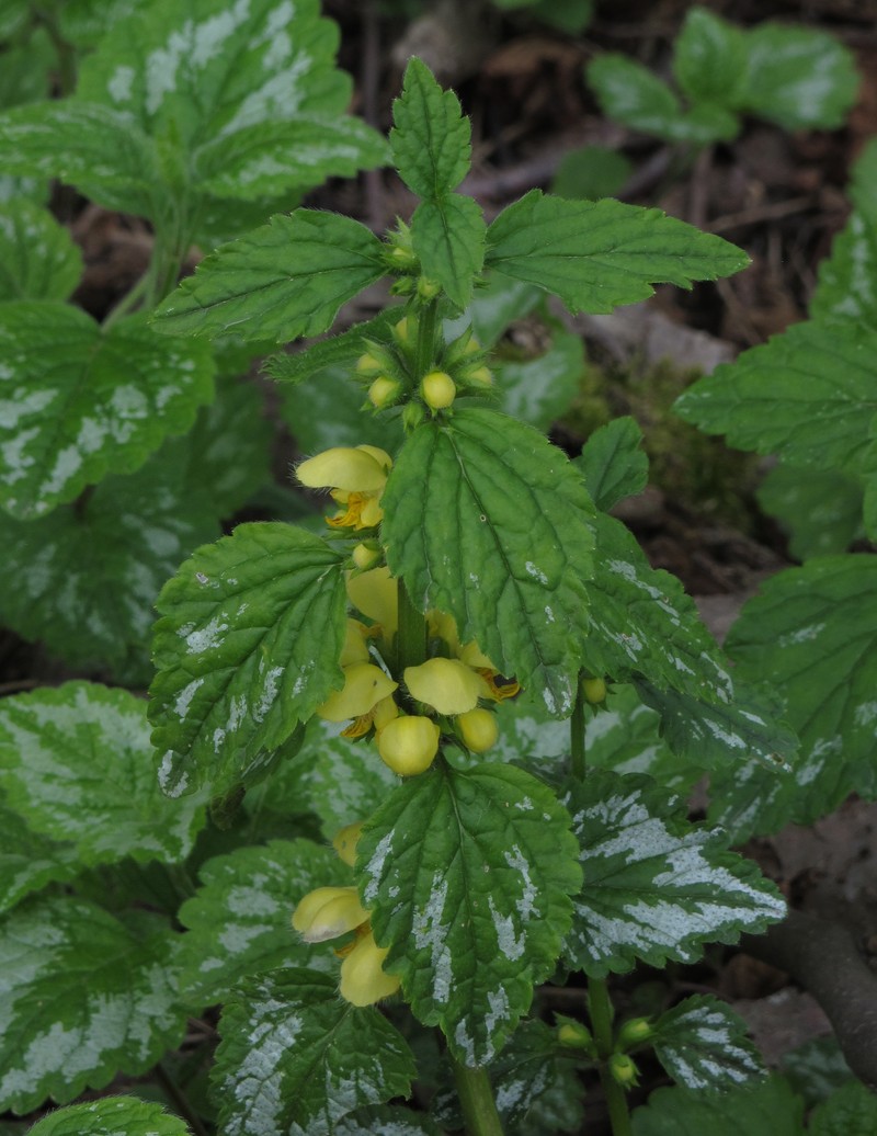Yellow Archangel photo 8